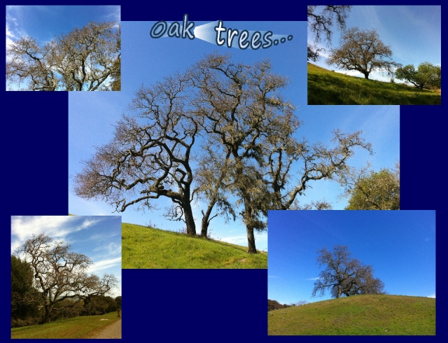 A good day for a walk...amazing oak trees